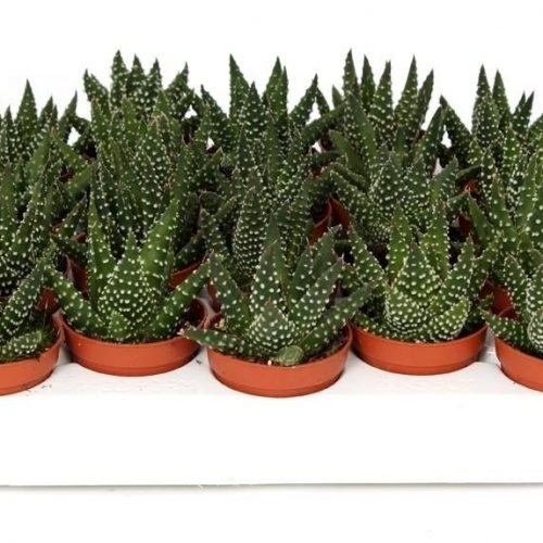 Hawortia margaritifera