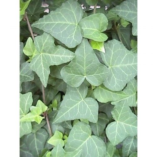Hedera helix anna
