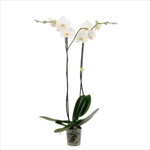 Phalaenopsis bijoux diamond
