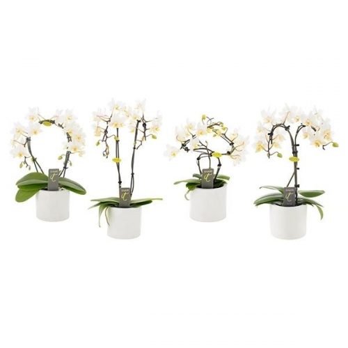 Phalaenopsis multiflora shape-it mix simrw