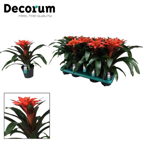 Guzmania tutti frutti oranje