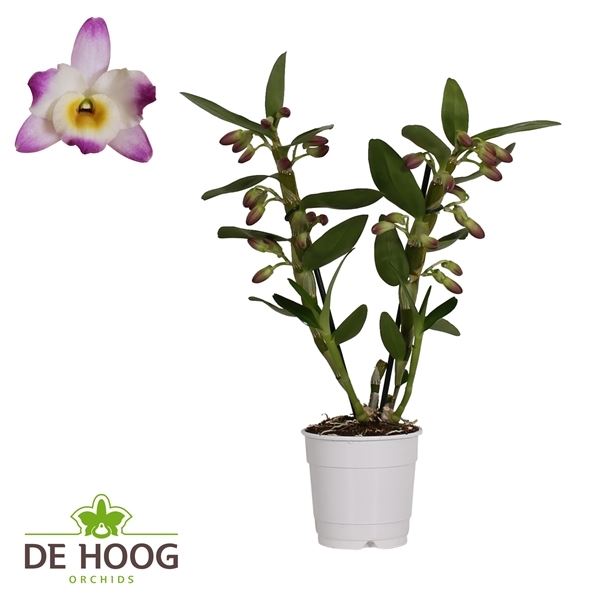 Dendrobium nobile irenes smile 1 Dendrobium nobile irenes smile