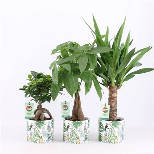Kamerplanten jungle mix
