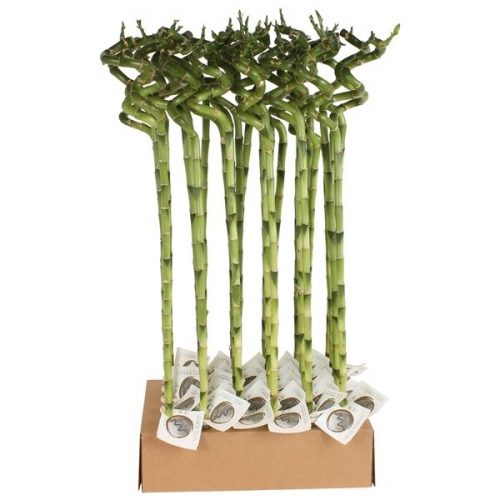 Dracaena lucky bamboo spiraal 70 cm