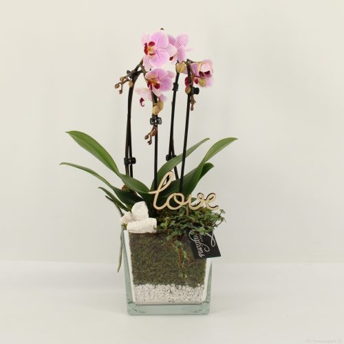 Phalrm-2024rz romantic phalaenopsis	-	6	-	Adet