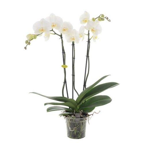 Phalaenopsis white giant