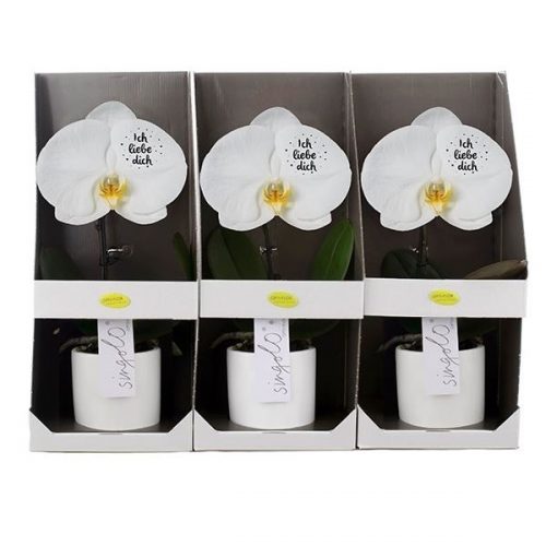 Phalaenopsis singolo wit shmcvrwd