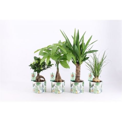 Kamerplanten mix tropics groen