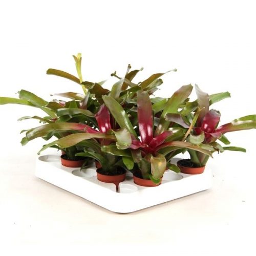 Nidularium schultesianum fire ball rood