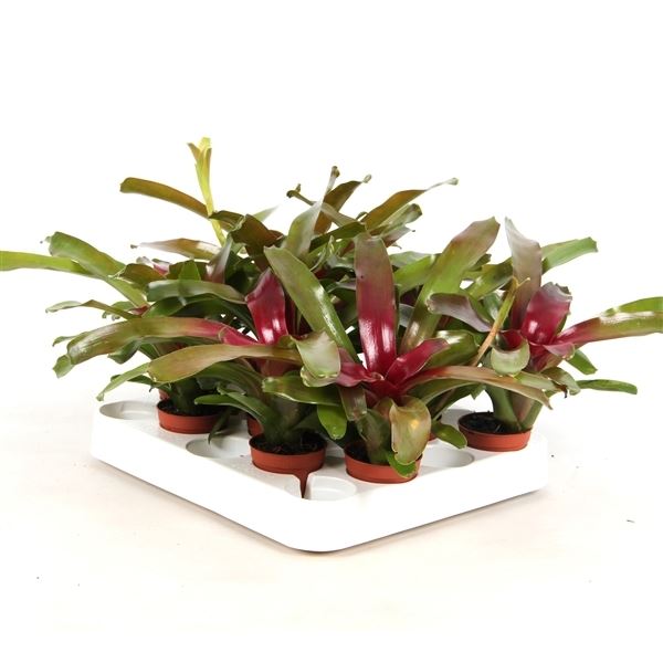 Nidularium schultesianum fire ball rood 1 Nidularium schultesianum fire ball rood