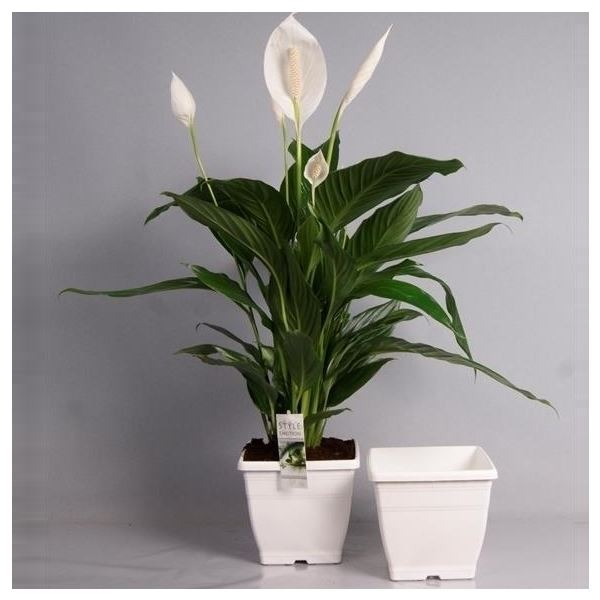 Arrangementen spathiphyllum cupido bingo 1 Arrangementen spathiphyllum cupido bingo