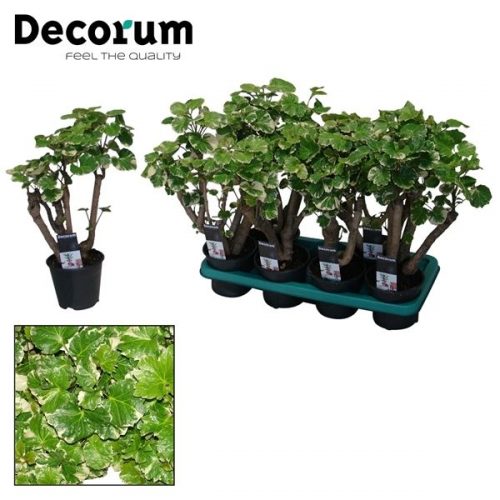 Polycias scutellaria balfourii		-	8	-	Adet