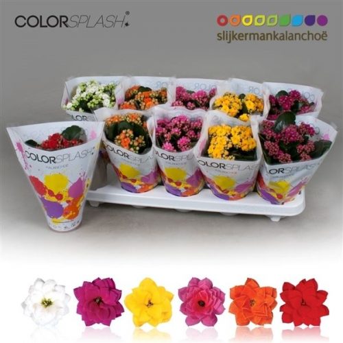 Kalanchoe calandiva mix