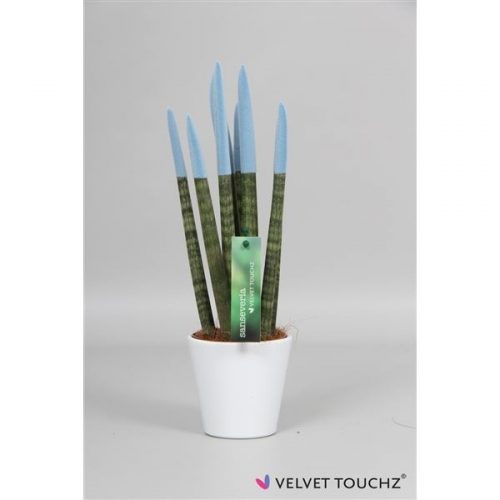 Sansevieria cylindrica spaghetti velvet svt10mk26