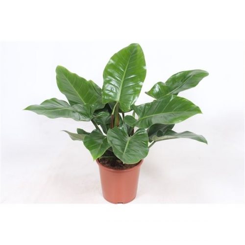 Philodendron imperial green