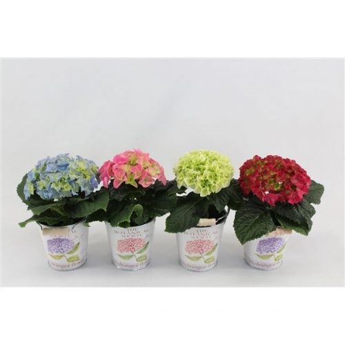 Hydrangea macr. mix ker20750