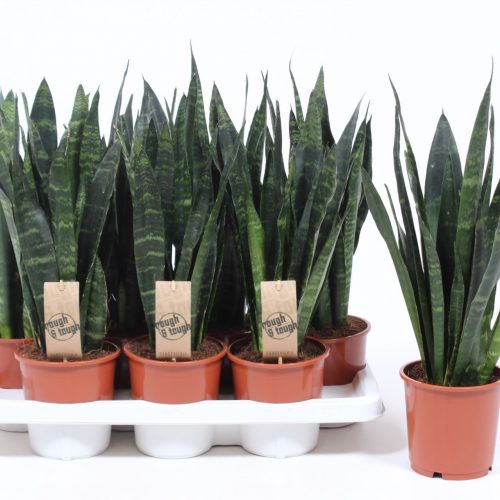 Sansevieria trifasciata black coral