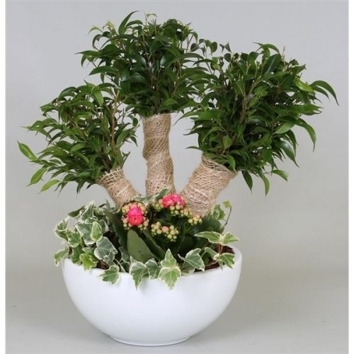 Arrangementen ficus benj. kinky