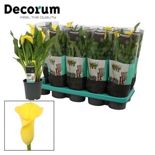 Zantedeschia summer sun		-	6	-	Adet