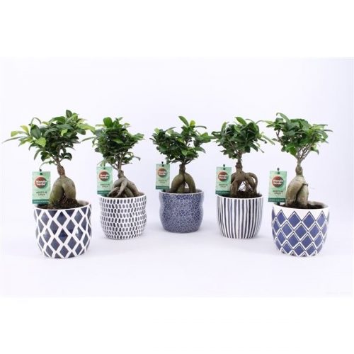 Ficus microcarpa ginseng