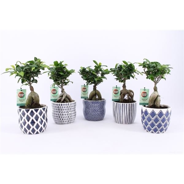 Ficus microcarpa ginseng 1 Ficus microcarpa ginseng