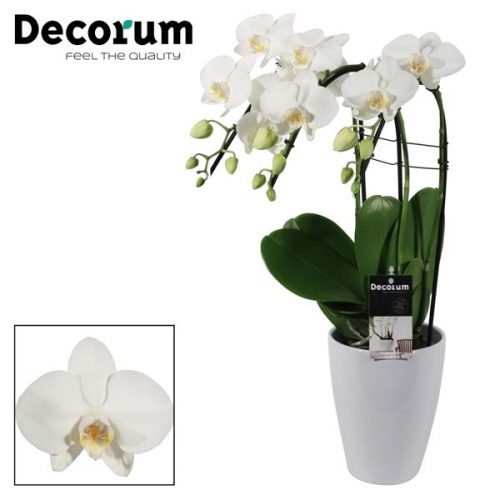 Phalaenopsis wit triple cascade ptwdpc	 3 tak in carly wit	-	3	-	Adet
