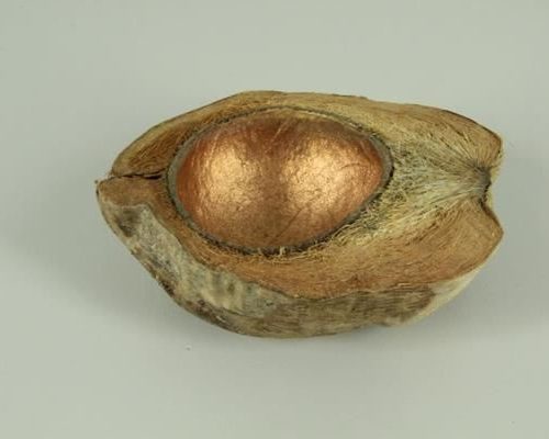 Coconut Half Inside Copper - Decoratiemateriaal (h%)