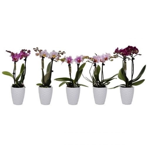 Phalaenopsis multiflora kolibri mix 12420