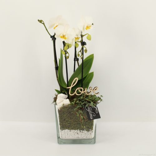 Phalrm-2024w romantic phalaenopsis	-	6	-	Adet