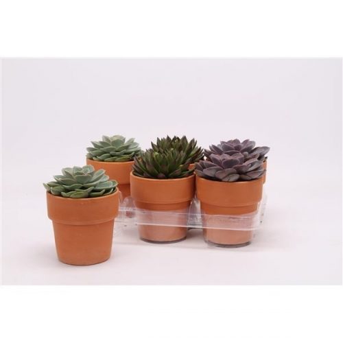 Echeveria mix 9008000