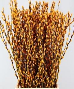 Salix Wilgenkatjes Pnt. Aprico - Salix verf