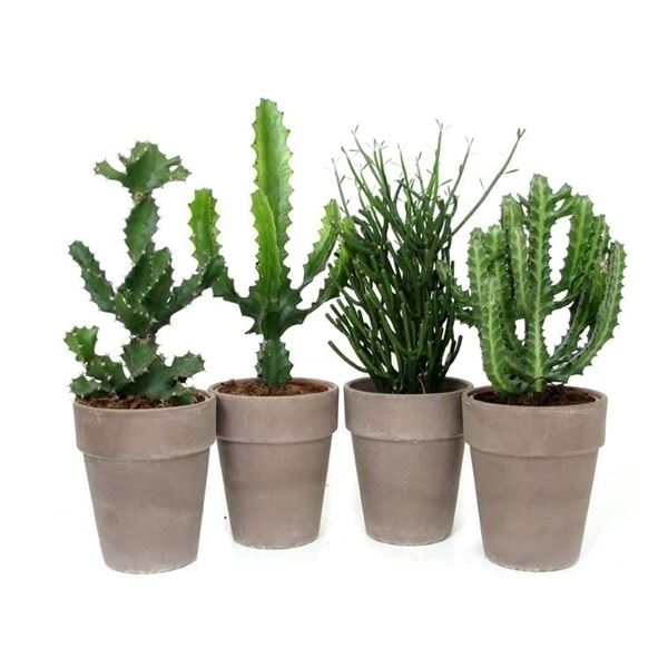 Euphorbia mix t17 1 Euphorbia mix t17