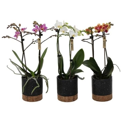 Phalaenopsis multiflora kolibri mix 12100