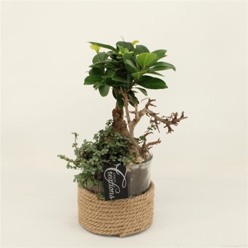 Grcr-2032 green creations	-	4	-	Adet