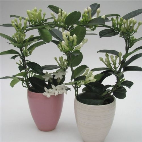 Stephanotis floribunda fleur parfum