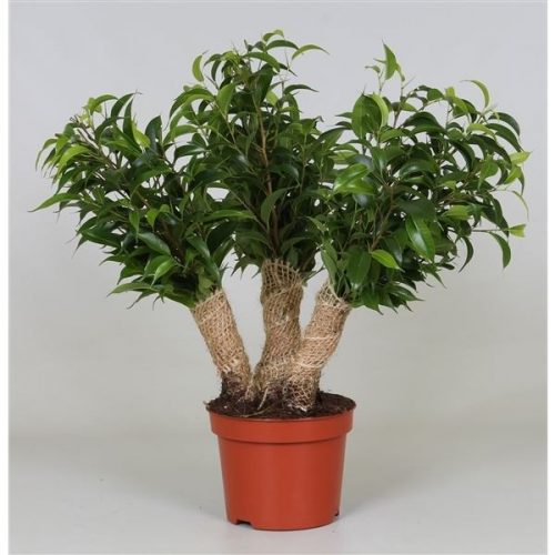Ficus benj. crazy tree