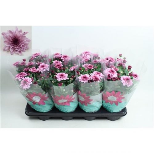 Chrysanthemum ind. mount aubisque