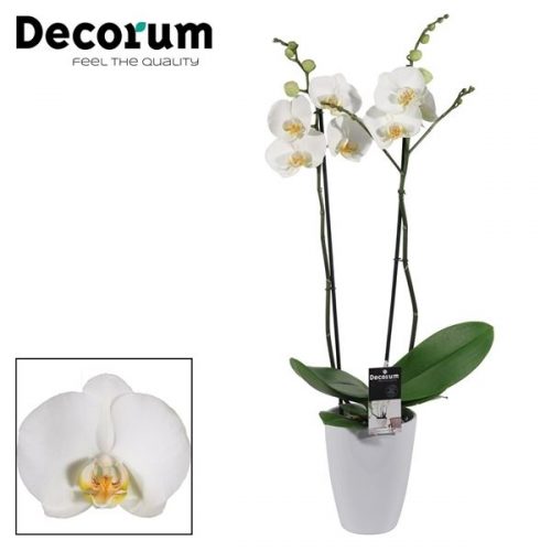 Phalaenopsis wit p2twdpch	 2 tak in carly keramiek	-	6	-	Adet
