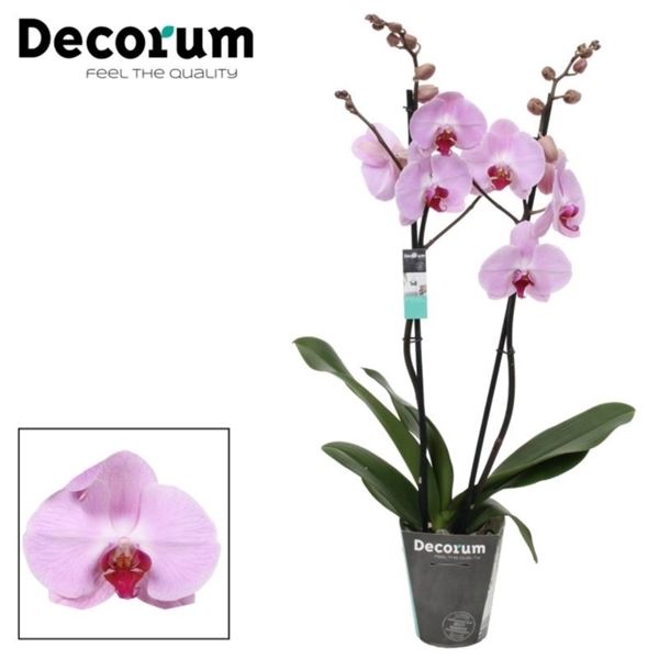 Phalaenopsis sacramento phal. sacramento - 2 spike 12cm - 4 - Adet