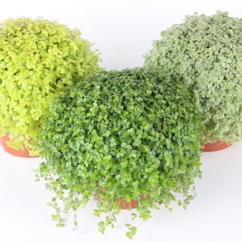 Soleirolia soleirollii sogem0