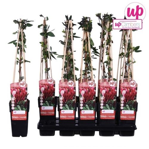 Lonicera japonica red world