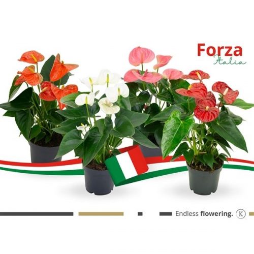 Anthurium andr. karma mix italy