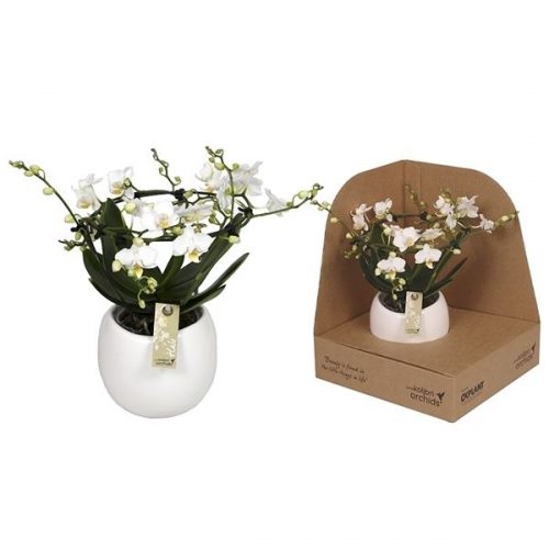Phalaenopsis multiflora halo wit
