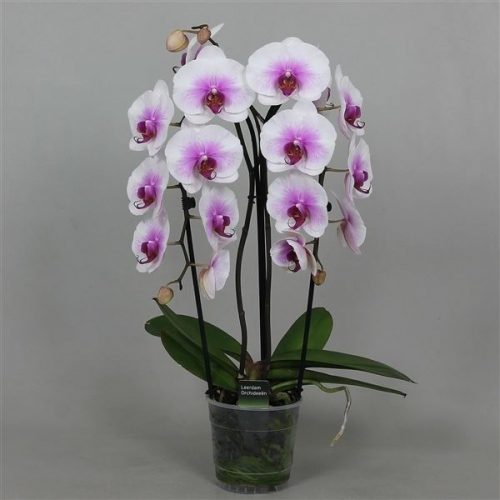 Phalaenopsis beautifall mountion