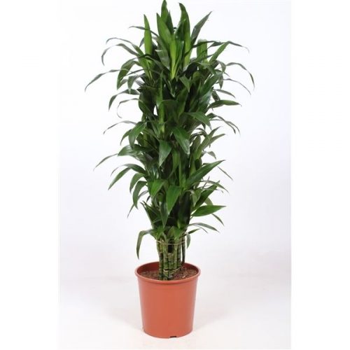 Dracaena fragr. janet craig
