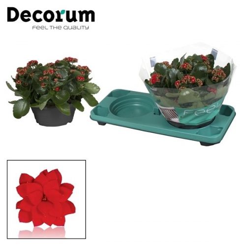 Kalanchoe calandiva rood