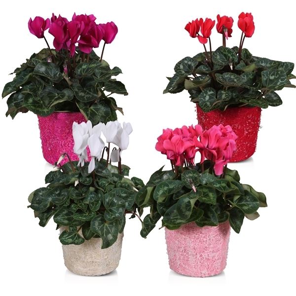 Cyclamen ton sur ton in ceasar pear