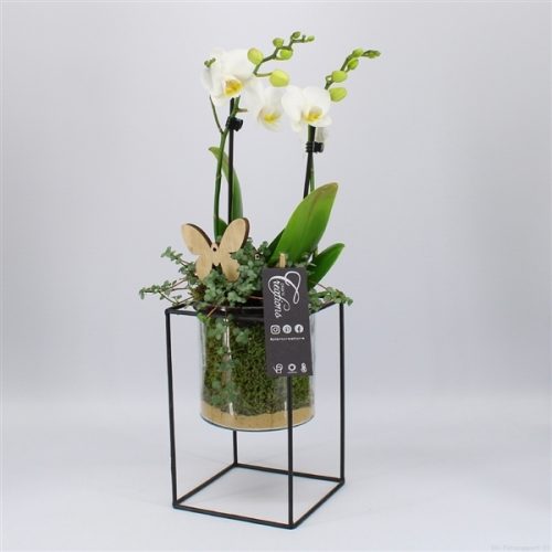 Phal-2018w phalaenopsis creatie	-	6	-	Adet
