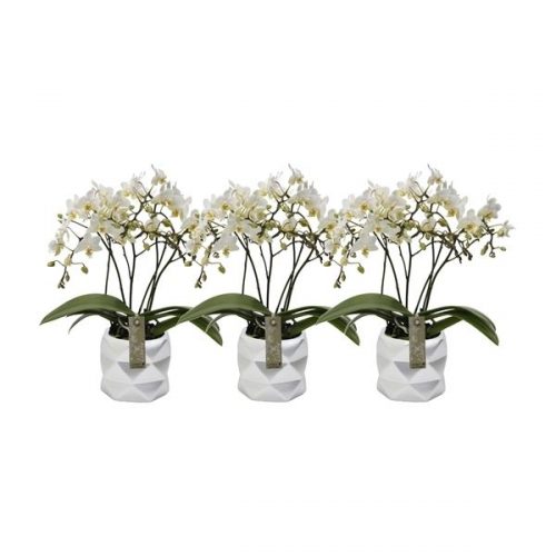 Phalaenopsis multiflora kolibri wit