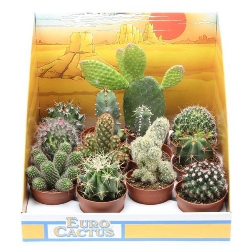 Cactus mix in showdoos pv6001